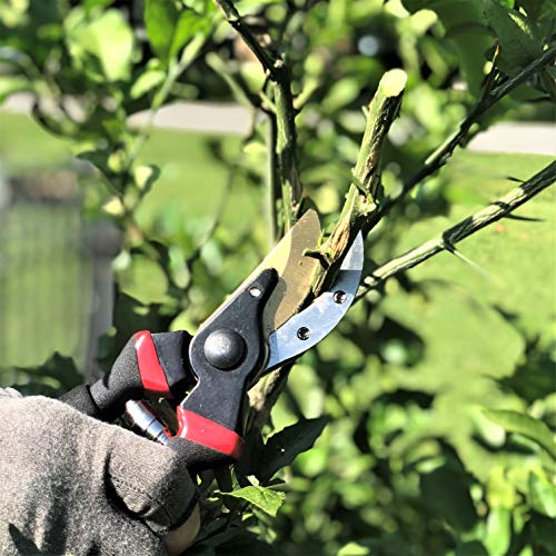 Mr. Pen- Pruning Shears, Garden Shears, 8" Professional, Titanium Blade, Garden Scissors, Gardening Shears, Garden Clippers, Bypass Pruners, Garden Shears Pruning, Pruning Scissors, Garden Tools