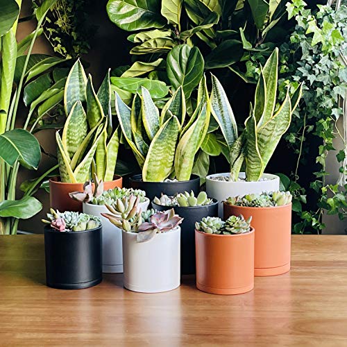 D'vine Dev 4 Inch 5 Inch 6 Inch, Set of 3 Plastic Planter Pots for Plants with Drainage Hole and Seamless Saucers, Black Color, Small, 74-E-S-2