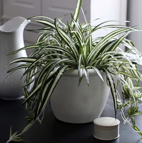 The HC Companies 16 Inch Sevilla Round Self Watering Planter - Decorative Lightweight Plastic Plant Pot for Indoor Outdoor Plants Flowers Herbs, White