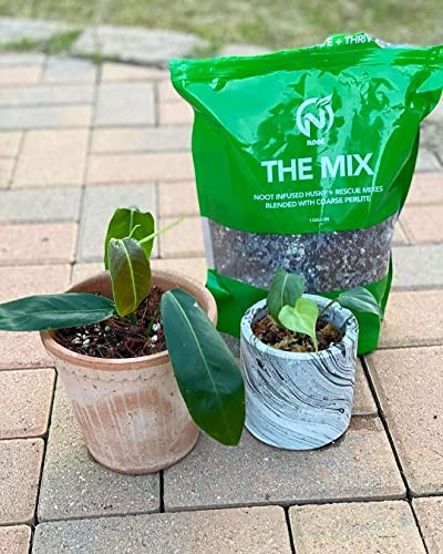 Noot Potting Soil Mix for Indoor & House Plants – 1 Gallon – Orchid, Succulent, Cactus, Aroid, Houseplant, Monstera – Bio-Organic – Fast Draining – Rapid Root Growth – Pre-Soaked & Ready to Use