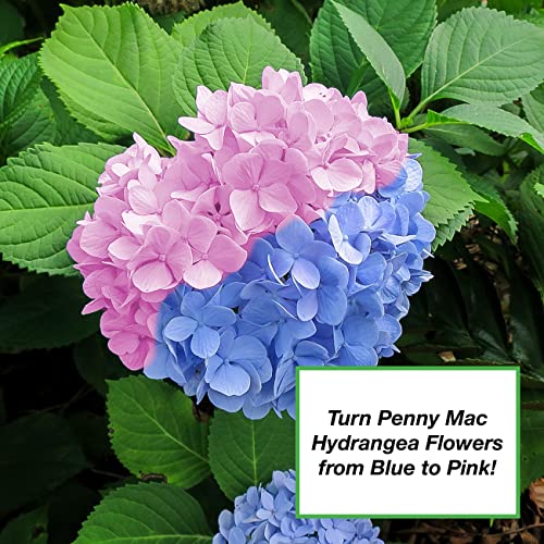 Perfect Plants Organic Soil Acidifier 2Qt | Sulfur Based Plant Food | Changes Hydrangea Flower Color (2qts.)