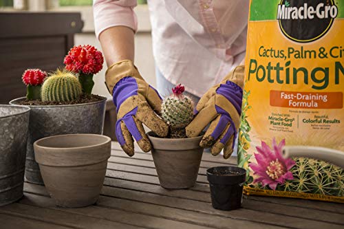Miracle-Gro Cactus, Palm & Citrus Potting Mix 2-Pack