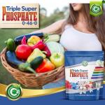 Triple Super Phosphate 0-46-0 Fertilizer Made in USA - Bloom Booster - TSP Pure Phosphorus Plant Food for Indoor/Outdoor Plants & Flower Gardens - Fruit, Vegetables, Holistic Herbs, Trees & More!