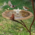 Cast Iron Bird Bath and Feeder with Cast Iron Pedestal, Metal Birdbath Bowl & Bird Feeder Plate for Outdoors, Antique Bird Feeder Stand, Decorative Bird Bath for Garden Yard Patio