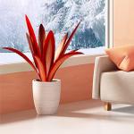 Enlarge thickened Wind Resistant Metal Agave Garden Art Metal Plant Country Garden Sculpture Statue Outdoor decoration Agave Metal Plant Courtyard Garden Lawn Ornament Gift (12 Leaves red 1 pcs)