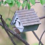 Little Wren Yellow Birdhouse for Your Home