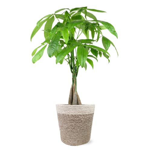 Money Tree in Boho Jute Pottery, Fully-Rooted, Healthy Leaves