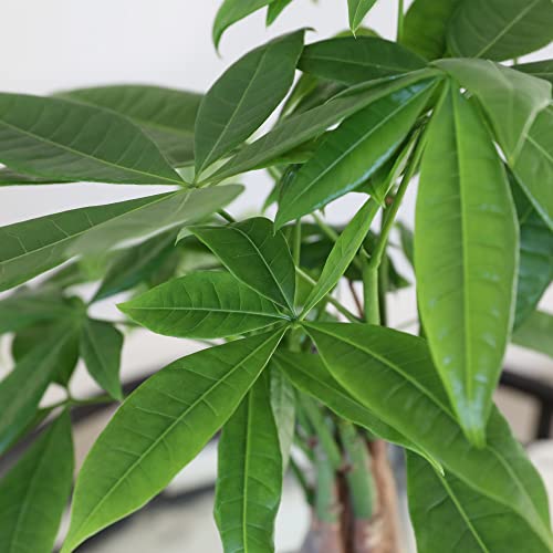 Money Tree in Boho Jute Pottery, Fully-Rooted, Healthy Leaves