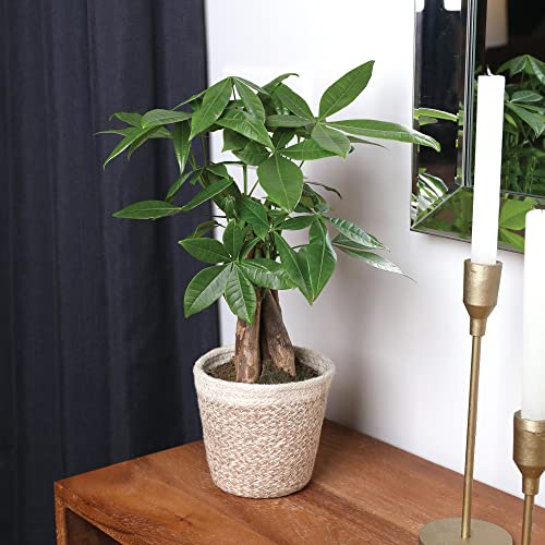 Money Tree in Boho Jute Pottery, Fully-Rooted, Healthy Leaves