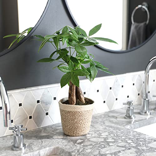 Money Tree in Boho Jute Pottery, Fully-Rooted, Healthy Leaves