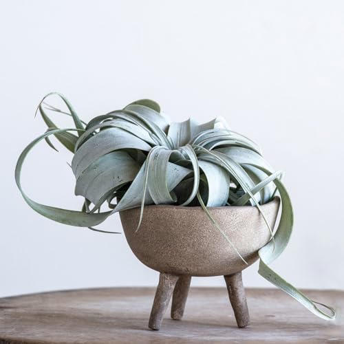 Boho Terracotta Footed Planter with Organic Edge