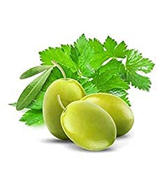 Cucina Coriander & Olive Tree Dish Soap Liquid Refill