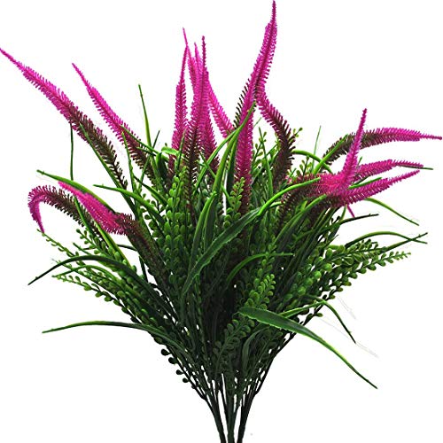 Plants