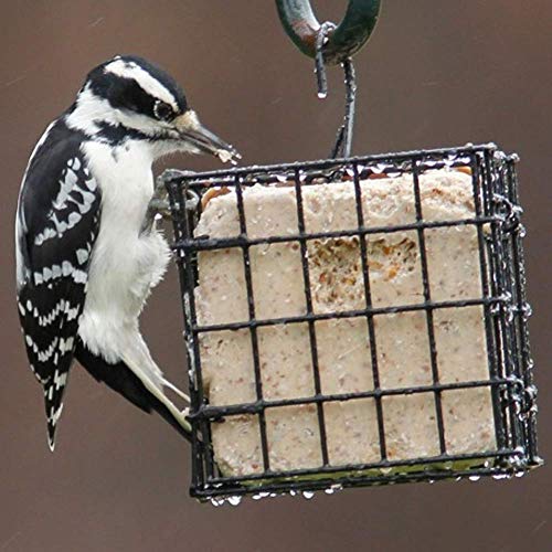 Black Suet Cage Bird Feeder with Fruit Feeder