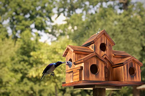 5 Hole Bird House Room for 5 Families