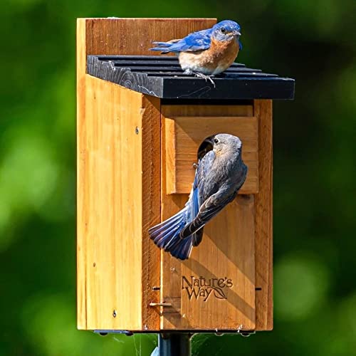 Cedar Bluebird Box for Nature-Themed Indoor & Outdoor Decor
