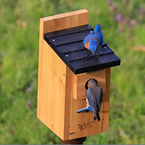 Cedar Bluebird Box for Nature-Themed Indoor & Outdoor Decor