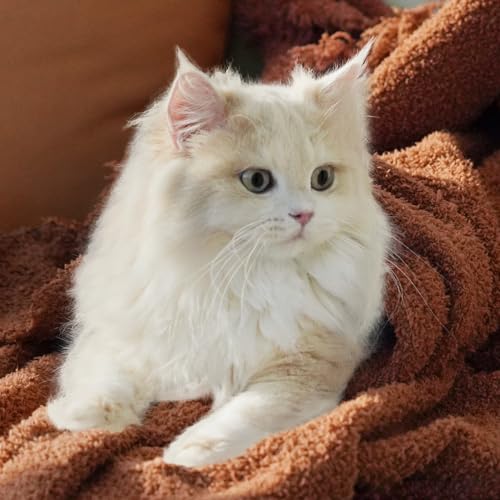 Soft and Cozy Fringe Throw Blanket for Indoor & Outdoor