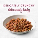 Aurora Pet Gourmet Cat Food Variety Pack