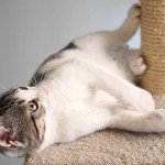 3-Tier Cat Tree Condo with Scratching Posts