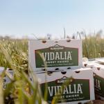 Sweet Onion Batter Mix - 16 Oz Box