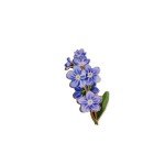 Forget-Me-Not Hard Enamel Pin Spring Flower Brooch Gifts for Floral Lovers Botanical Badge Nature Jewelry Accessory