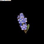 Forget-Me-Not Hard Enamel Pin Spring Flower Brooch Gifts for Floral Lovers Botan