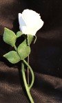 Rose Brooch Vtg White Enamel Flower Large Floral Pin Mid Century Corsage 1950