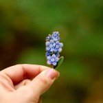 Forget-Me-Not Hard Enamel Pin Spring Flower Brooch Gifts for Floral Lovers Botan