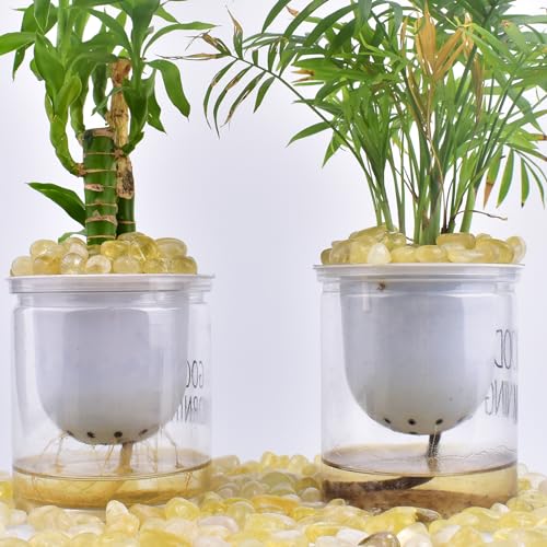 Handpicked Citrine Crystals - 72 pcs for Tarot