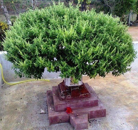 Tulsi Holy Basil Prayer Beads Japa Mala