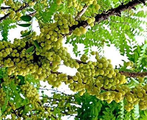 Tulsi Holy Basil Prayer Beads Japa Mala