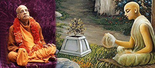 Tulsi Holy Basil Prayer Beads Mala Necklace