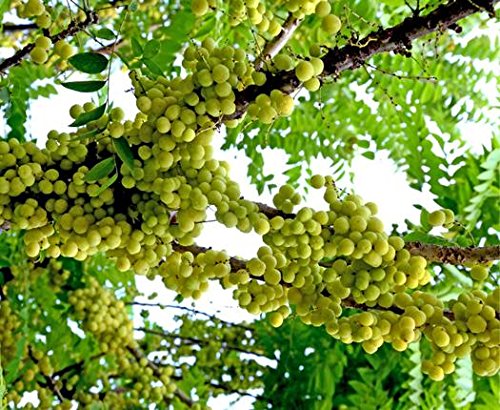 Tulsi Holy Basil Prayer Beads Japa Mala Necklace