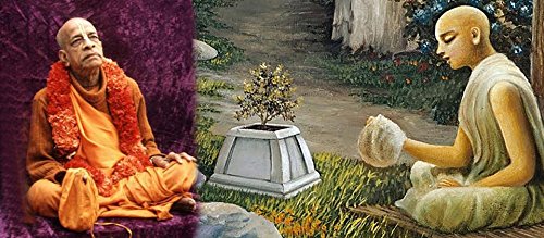 Tulsi Holy Basil Prayer Beads Japa Mala Necklace