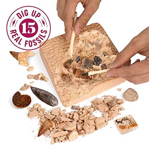 STEM Fossil Dig Kit - 15 Real Fossils & Bones