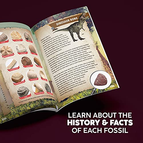 STEM Fossil Dig Kit - 15 Real Fossils & Bones