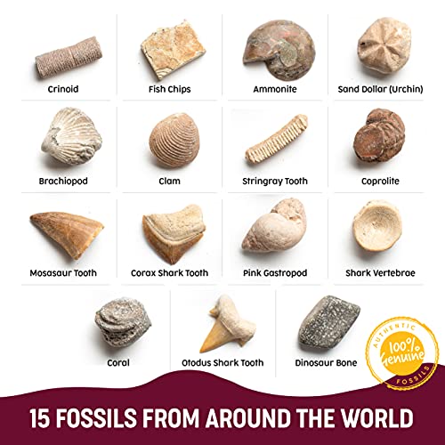 STEM Fossil Dig Kit - 15 Real Fossils & Bones