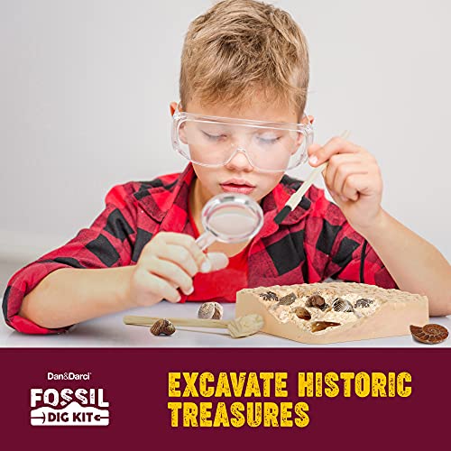 STEM Fossil Dig Kit - 15 Real Fossils & Bones