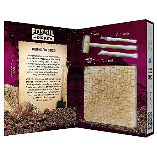STEM Fossil Dig Kit - 15 Real Fossils & Bones