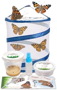 Butterflies in a Pop-Up Cage Kit