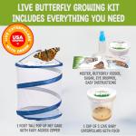 Butterflies in a Pop-Up Cage Kit