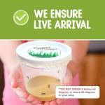 Butterflies in a Pop-Up Cage Kit