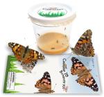Butterflies in a Pop-Up Cage Kit