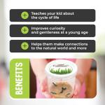 Butterflies in a Pop-Up Cage Kit