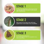 Butterflies in a Pop-Up Cage Kit