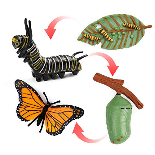 Butterfly Life Cycle Kit for Kids