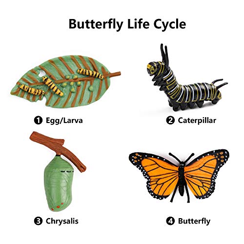 Butterfly Life Cycle Kit for Kids