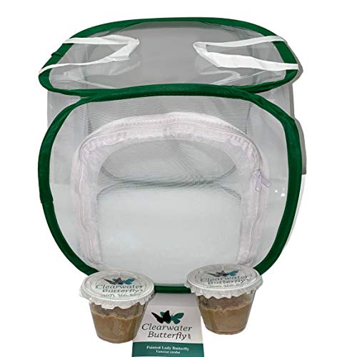 Painted Lady Butterfly Kit with Live Caterpillars