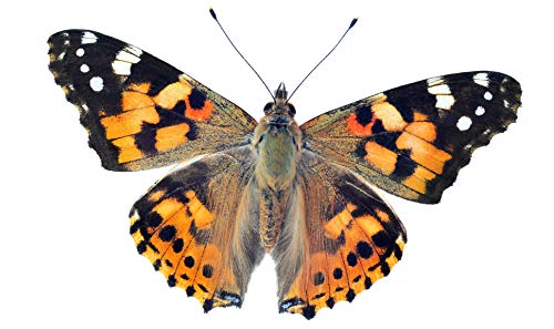 Painted Lady Butterfly Kit with Live Caterpillars